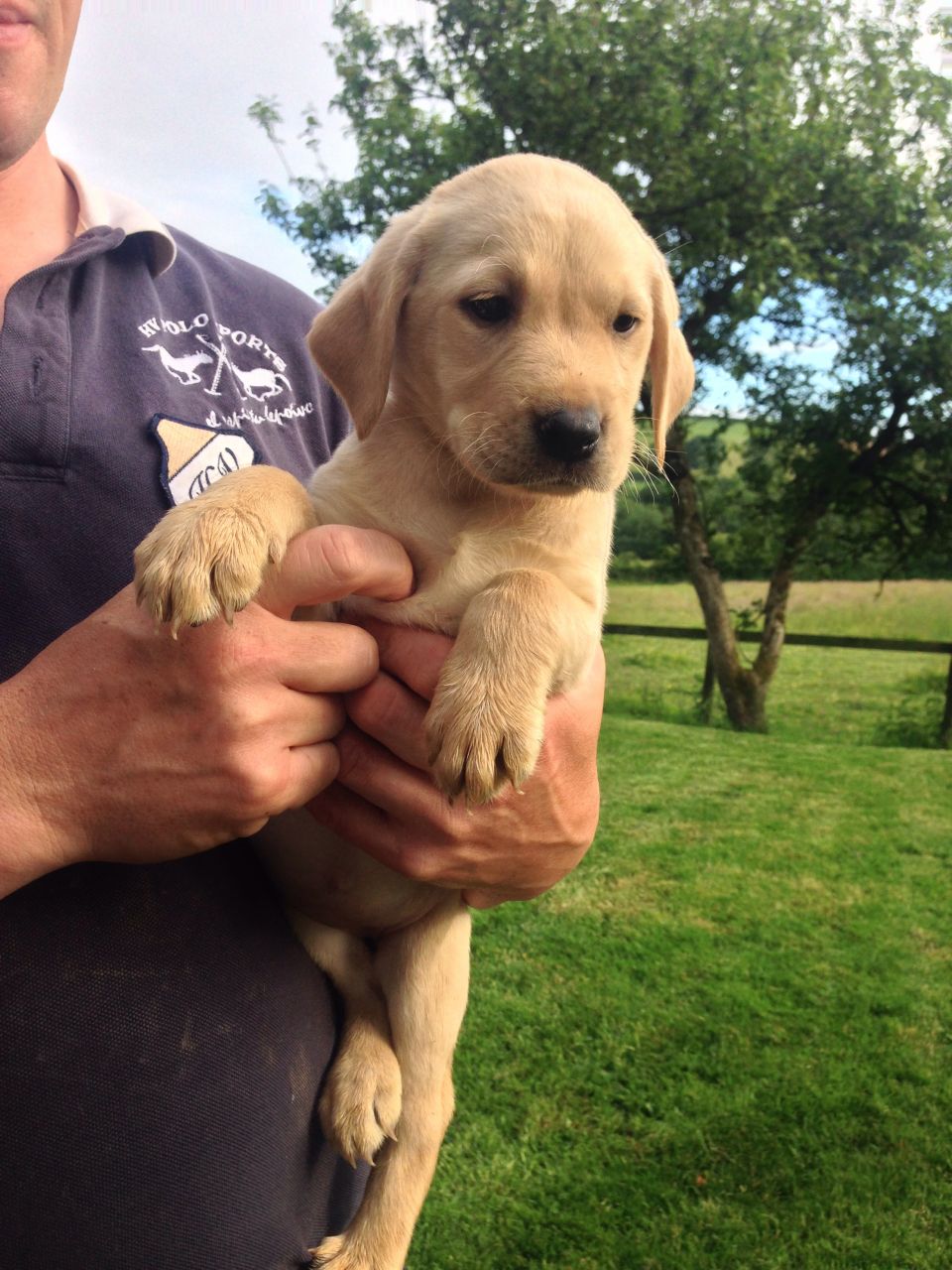 Golden Labrador Puppies For Free Adoption