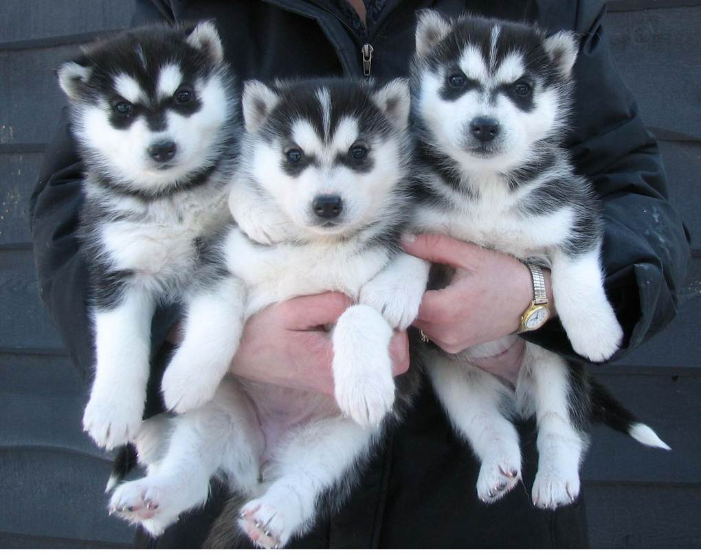 Purebred Siberian Husky Puppies for Sale