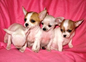 Female Chihuahua Puppies