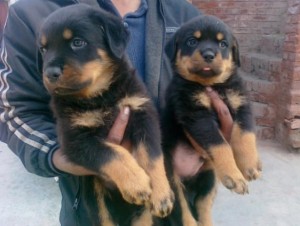 11 Weeks Old Rottweiler Available