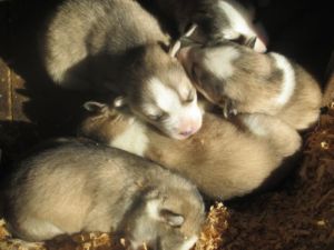 Beautiful submissive Siberian Husky puppies for sale