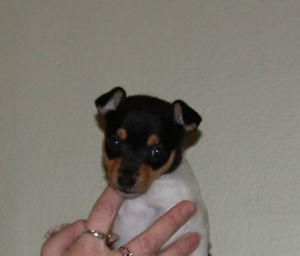 Adorable Toy Fox Terrier Puppies