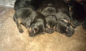 Bloodhound Puppies - Born on Valentine\′s Day - Ready in April