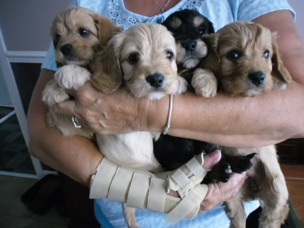Ruby Cavapoos puppies