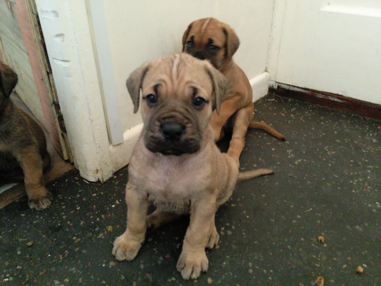 Black And Blue Cane Corso Puppies