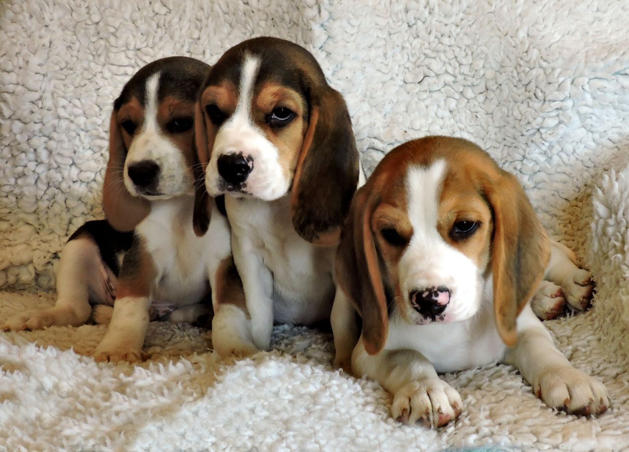 Registered Beagle Puppies