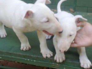 Cute Bullterier Puppies  Available