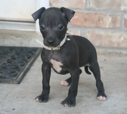 Italian rey hound puppies need new home 