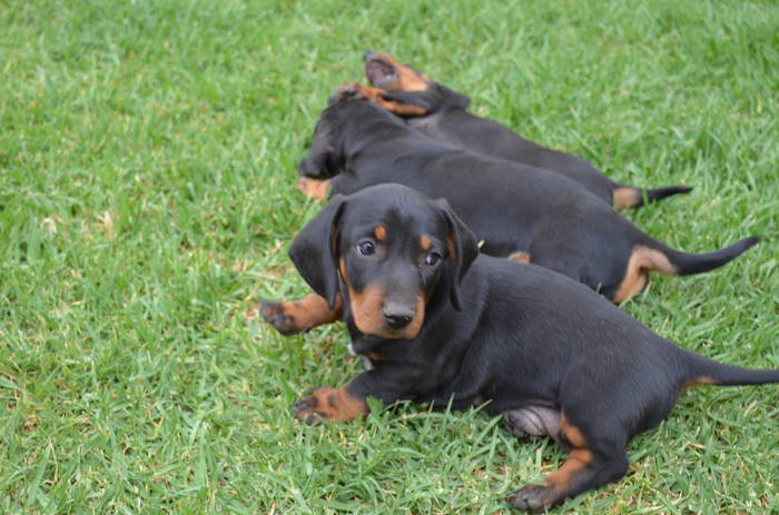 Mini Dachshound puppies need loving home 