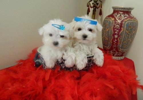 Maltese puppies for sale Tcup