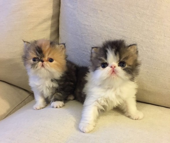 Three Pedigree Persian Kittens