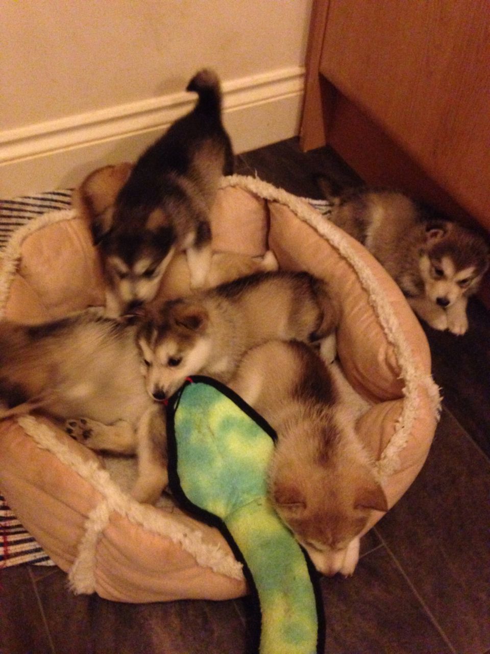 Lovely Alaskan Malamute Puppies Ready To Go   
