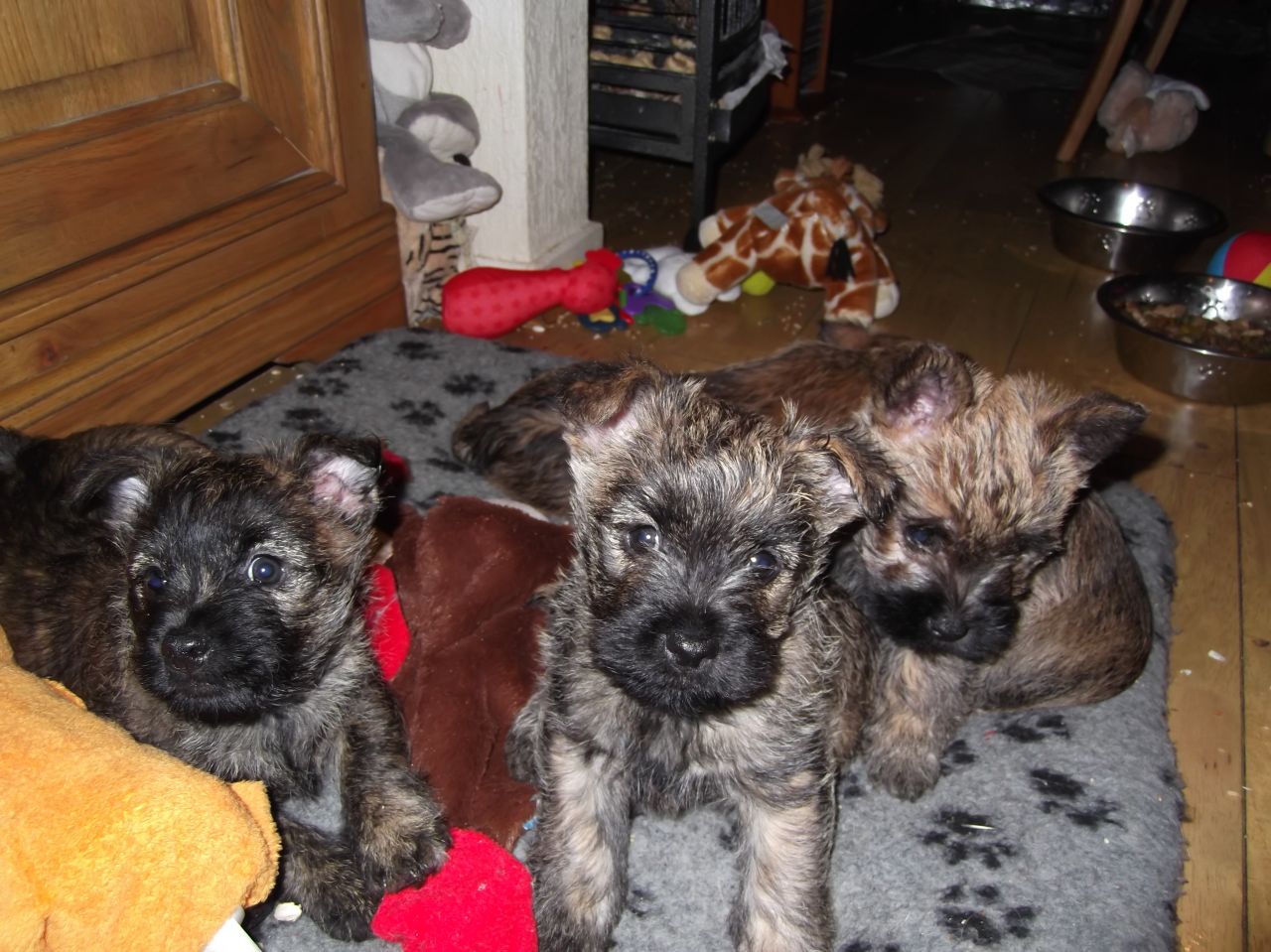 Kc Reg Cairn Terriers Fully Vacinated