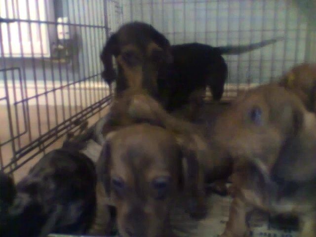 *6 Miniature Dachshunds Puppies