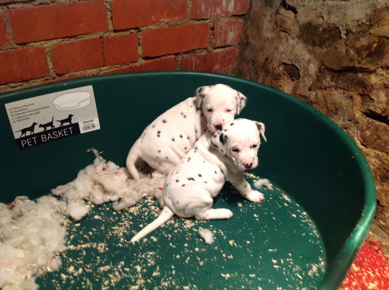 Dalmatian Puppies, Pedigree