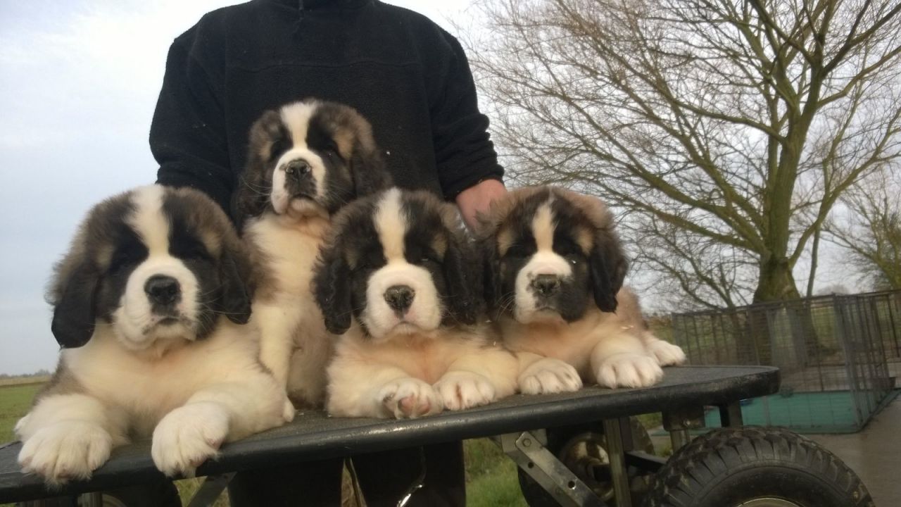 Saint Bernard Puppies Available