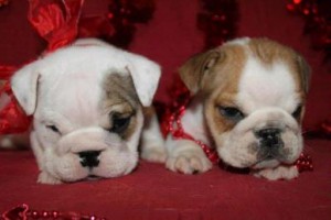 Male and Female English Bulldog Puppies For Sale