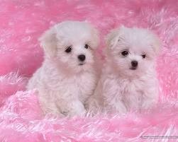 Lovely T-Cup Maltese Puppy