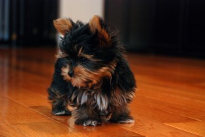 Adorable teacup yorkie puppies for adoption
