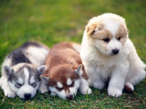 Top Quality Alaskan Malamute Puppies Available