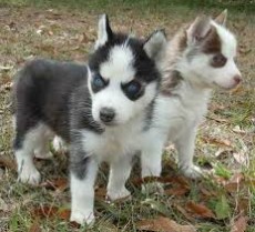 Siberian Husky Puppies ready to now