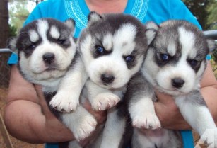 5 Beautiful Siberian Husky Puppies For Sale