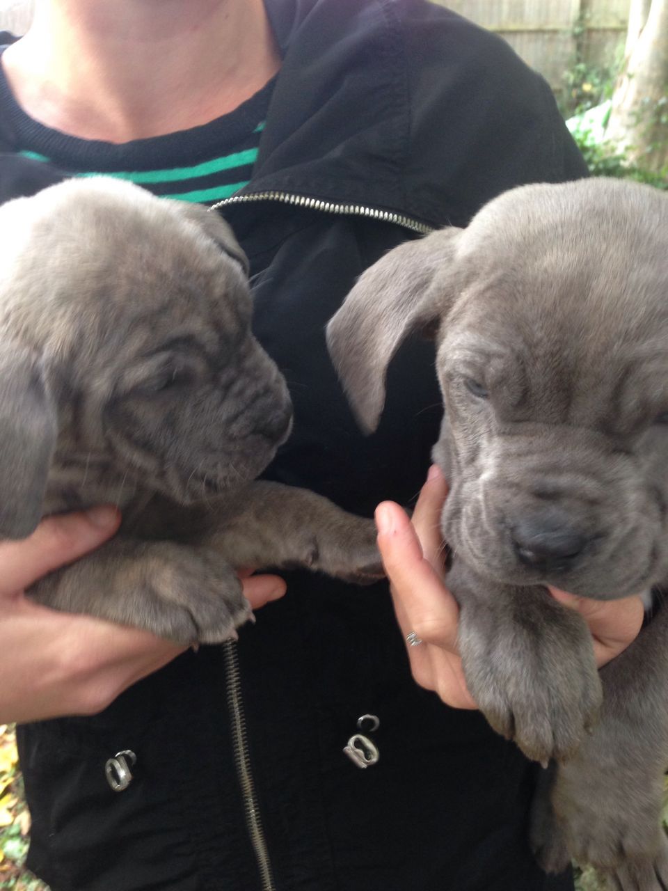 Gorgeous Cane Corso Puppies For Sale