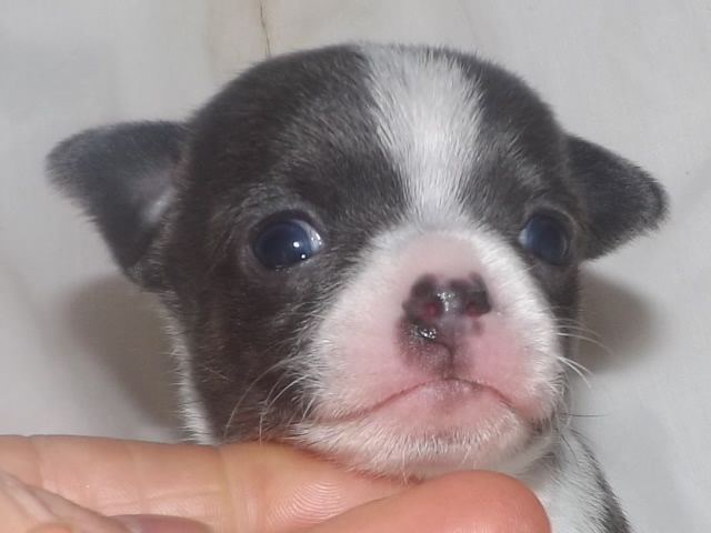 Kc Blue White Male Chihuahua Puppies For January