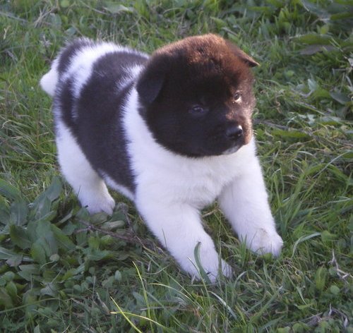 Cute And Lovely Akita puppies available