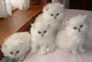 Cute Persian Kittens for Sale