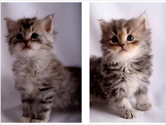 TICA registered hypo-Allergenic Siberian kittens