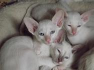 Adorable and cute Siamese kittens up for sale