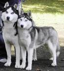 two very beautiful huskies for sale.