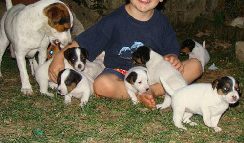 cuccioli bellissimi pelo raso zampa corta bianco jack russel, genitori visibili, vaccinati svezzati e sverminati,con lib