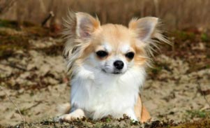 Long Haired Chihuahua sale