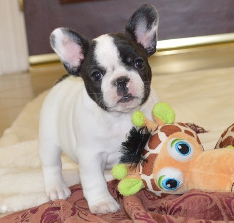 Awesome French Bulldog Puppies now ready