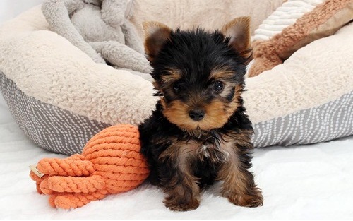 Adorable Teacup Yorkieshire Terrier puppies for sale