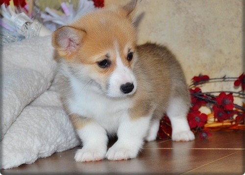 Good Heart and Attractive  Health Pembroke Welsh Corgi puppies  for sale
