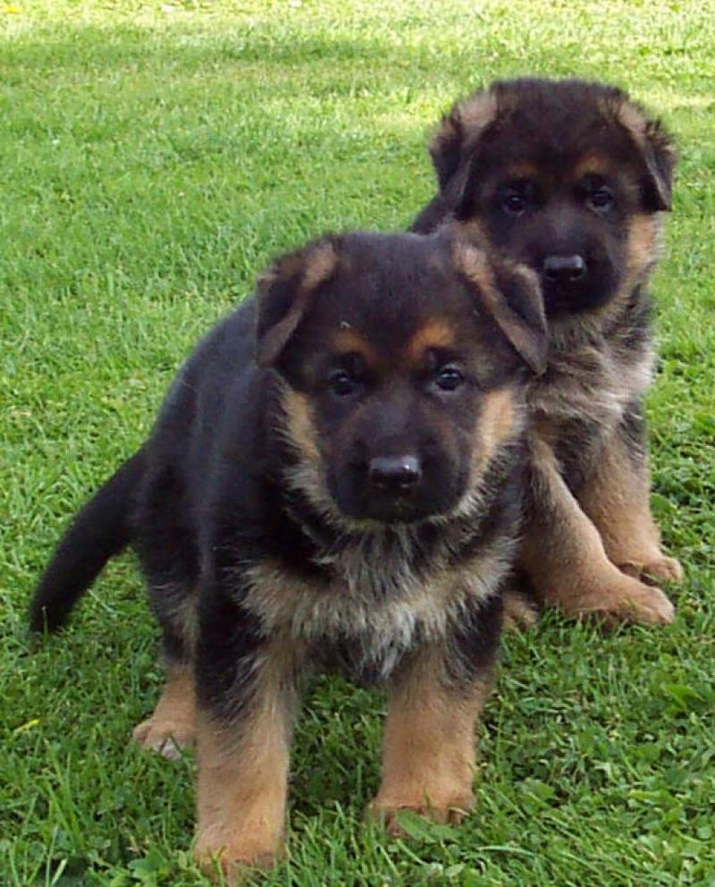 Vaccinated and trained German Shepherd puppies for sale